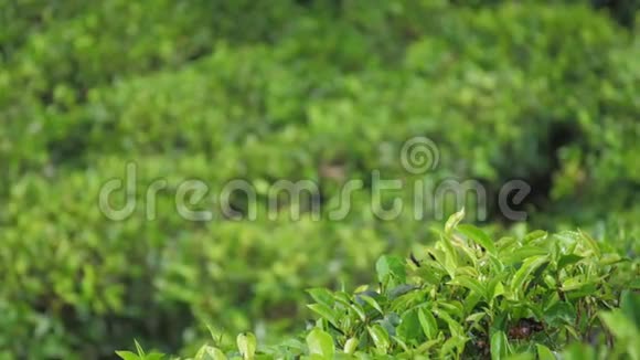 绿茶叶长在灌木丛中与一望无际的种植园对峙视频的预览图