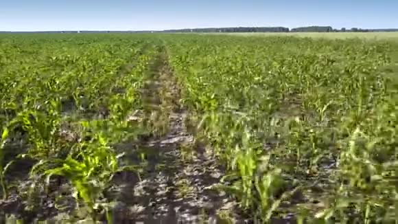 明亮的绿色玉米叶子生长在无边无际的田野上视频的预览图