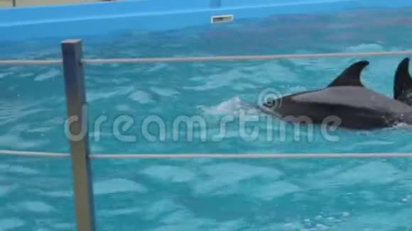海豚从池子里出来视频的预览图