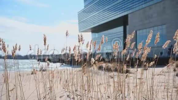 伊文斯顿伊利诺伊州美国2020年3月8日西北大学校园密歇根湖沿岸海滩上吹着高高的草视频的预览图