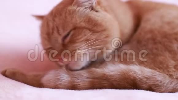红猫洗澡猫洗头视频的预览图