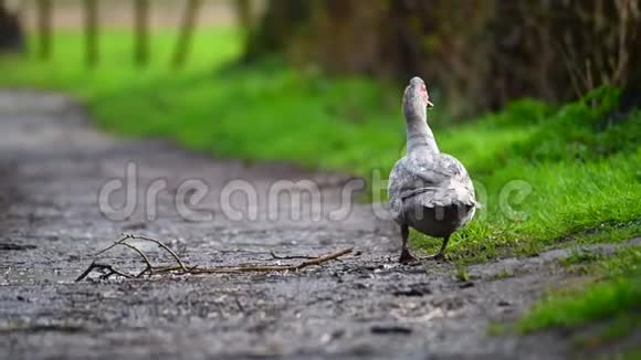 淋雨后一只的鸭子在小路上打扫卫生视频的预览图