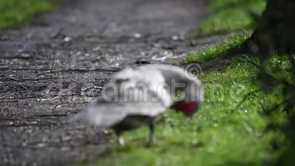 淋雨后一只的鸭子在小路上打扫卫生视频的预览图