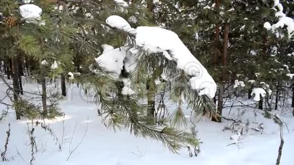 云杉在冬季森林中的分支和背景下的降雪视频的预览图