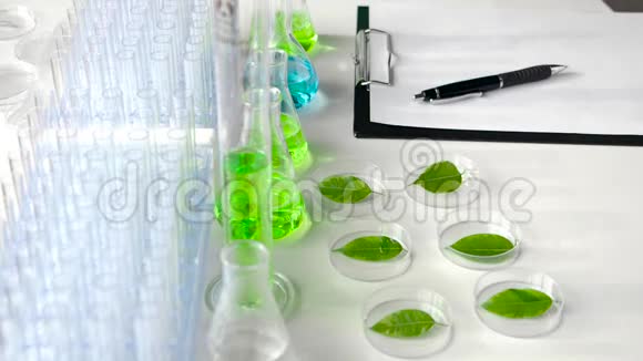 科学家用一对培养皿从镊子里小心翼翼地拿起一片绿叶检查它并做笔记视频的预览图