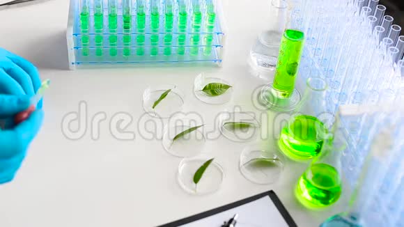 一位科学家在培养皿中滴下一种加速绿叶生长的药物视频的预览图