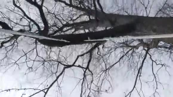 在一棵大橡树上摇摆视频的预览图
