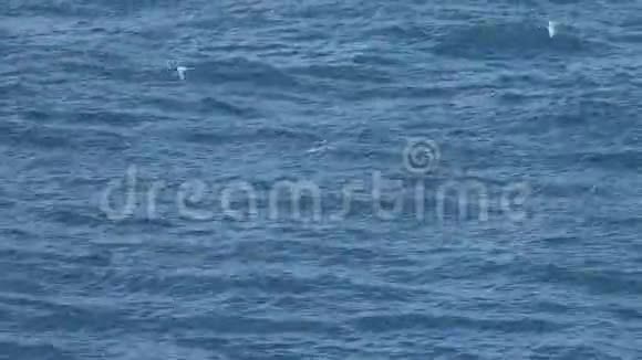 白色的燕鸥新西兰的鸟正在海洋中猎捕鱼视频的预览图