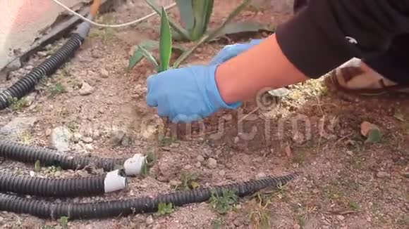女人在花园里种植芦荟植物靠近塑料管道这意味着大自然战胜了塑料视频的预览图