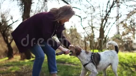 女孩在公园里和她的狗玩一只小狗在他的情妇手里玩棍子狗走路视频的预览图