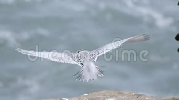 一只白色的燕鸥新西兰的鸟在岩石上飞翔视频的预览图