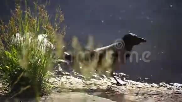豺狼沿着河岸走视频的预览图