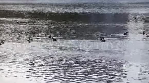 鸭子在远处的光波上游泳视频的预览图