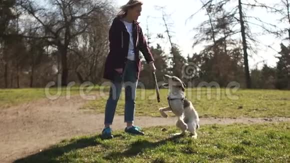 美丽的年轻女孩在公园里和她的邮狗玩棍子散步遛狗照顾宠物遛狗视频的预览图