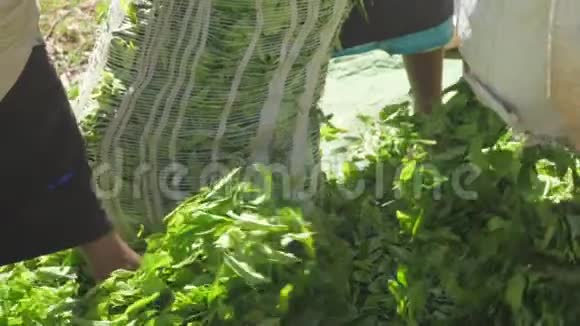 种植园工人用绿茶叶装满大袋子视频的预览图