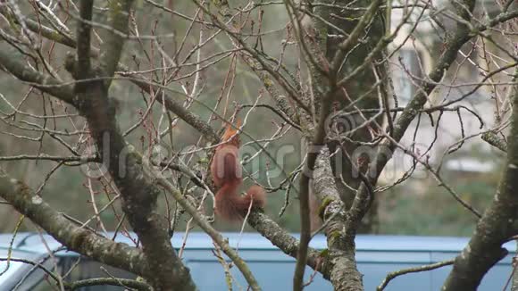 森林棕松鼠来到小镇在跳跃之前爬上果树的枝条视频的预览图