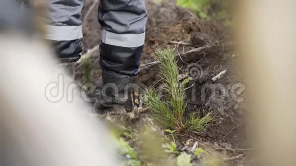 人种树特写视频人工种植森林在地球上重新造林一位林业工人正在种植视频的预览图