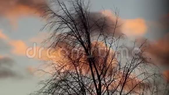 日落时风吹在树枝上视频的预览图