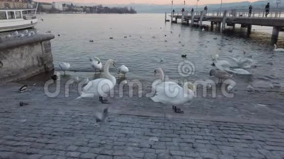 苏黎世湖码头和与天鹅和海鸥搏斗的长廊视频的预览图