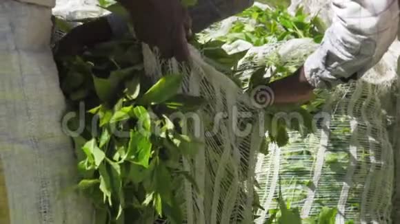 传统裙子的女人拿着绿色的大包视频的预览图