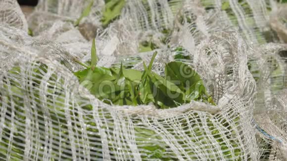 种植园工人用绿茶叶装满大袋子视频的预览图
