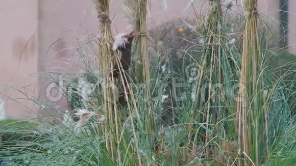 冬天森林里的棕松鼠来到城里从花园里偷取银草视频的预览图