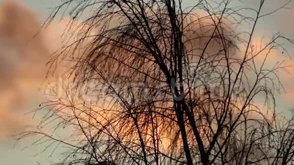 日落时风吹在树枝上视频的预览图
