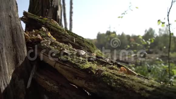 长满青苔的大树干秋天初一棵倒下的树在森林的中央腐烂视频的预览图