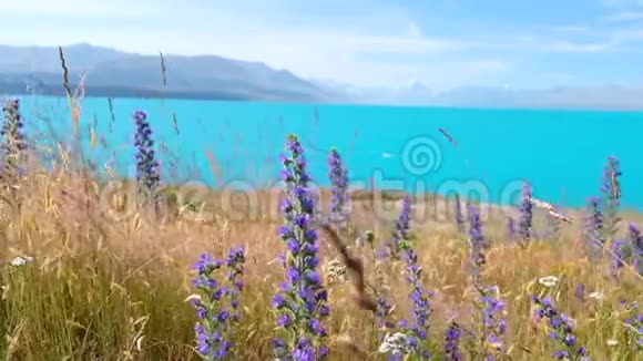 有湖泊和雪山背景的伦品花新西兰视频的预览图