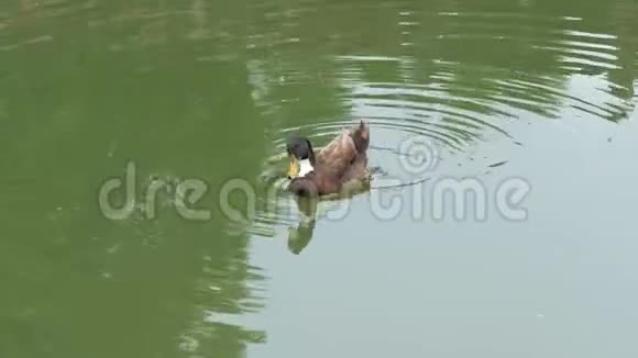 鸭子在池塘上鸭子在水里游泳清理它的羽毛视频的预览图