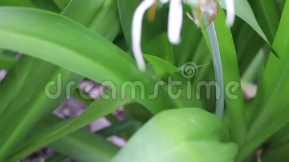 澳大利亚汉密尔顿岛上的一朵白色的海膜蜘蛛百合花视频的预览图