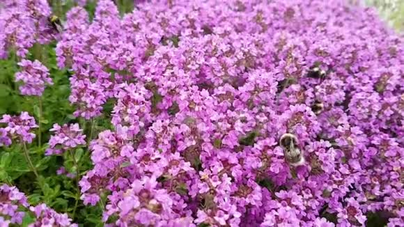 在阳光明媚的夏日一群蜜蜂从粉红色的百里香丛中收集灰尘养蜂自然昆虫生态的概念视频的预览图