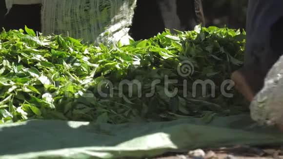 种植园工人把绿茶叶子装进一个大袋子里视频的预览图