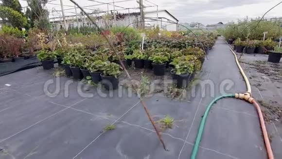 花园商店里不同的盆栽植物视频的预览图