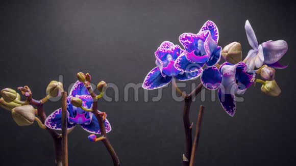 紫兰花在深灰色背景下开花的时间间隔视频的预览图
