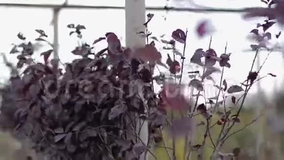 室外的紫罗兰叶视频的预览图
