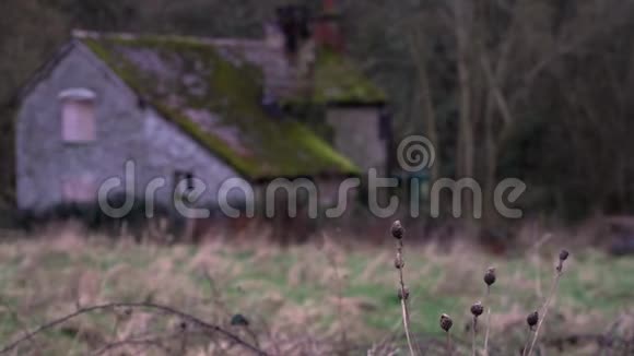 在一个多风的冬天一个接近枯死的冬天的植物和一个可怕的废弃小屋视频的预览图