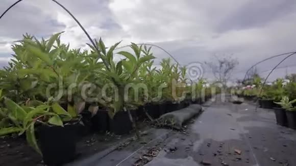 穿过花园商店的盆栽植物视频的预览图