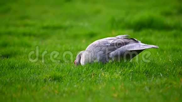 一只疣猪在一片绿色的草地上缓慢地寻找食物视频的预览图