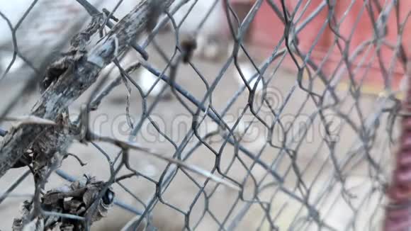 在监狱里特写镜头养鸡场条件差关在笼子里的动物概念和动物的斗争视频的预览图