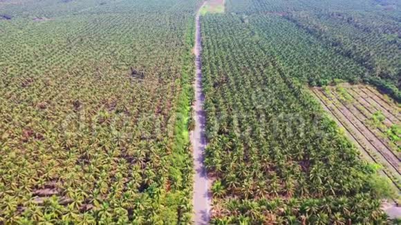 泰国萨穆特萨洪省椰子农场的鸟瞰图视频的预览图