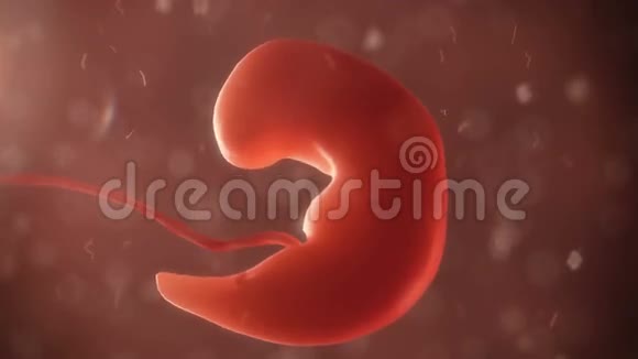 出生时的胚胎视频的预览图