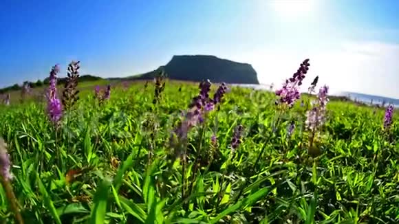 韩国济州岛Ilchulbong山紫草花视频的预览图