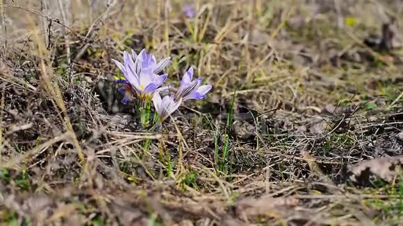 三月初春在自然界的一片田野里的野生紫色番红花快关门在晴朗的天气里花儿迎风而动视频的预览图