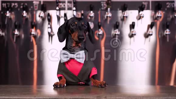 戴着领结和西装的黑褐色狗狗酒保在酒吧柜台左顾右盼等待视频的预览图