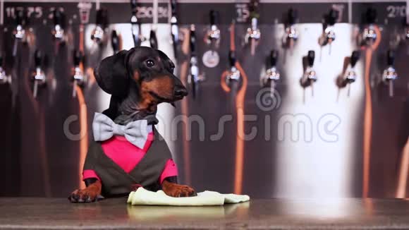 可爱的狗dachshund酒保黑色和棕色系着蝴蝶结和一套西装在酒吧柜台等待游客的背景视频的预览图