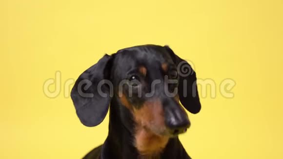 肖像犬黑色和棕色看着相机孤立在黄色背景上可爱的小狗视频的预览图