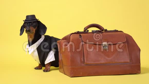 戴着牛仔帽的兽医站在老式的手提箱上黑褐色的达克斯犬被隔离在黄色的白色背景上视频的预览图