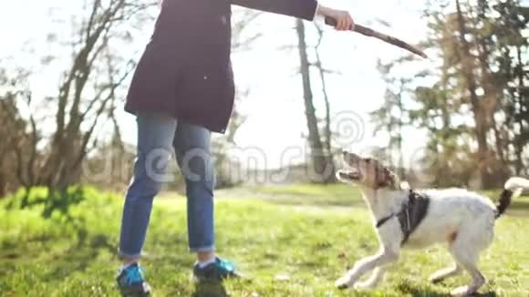女主人和她的狗在春天公园散步在隔离期间遛狗那条狗跳起来要一根棍子视频的预览图