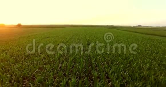 鸟瞰绿色玉米地农村从上面生长中的植物慢动作录像黄金时间日落视频的预览图